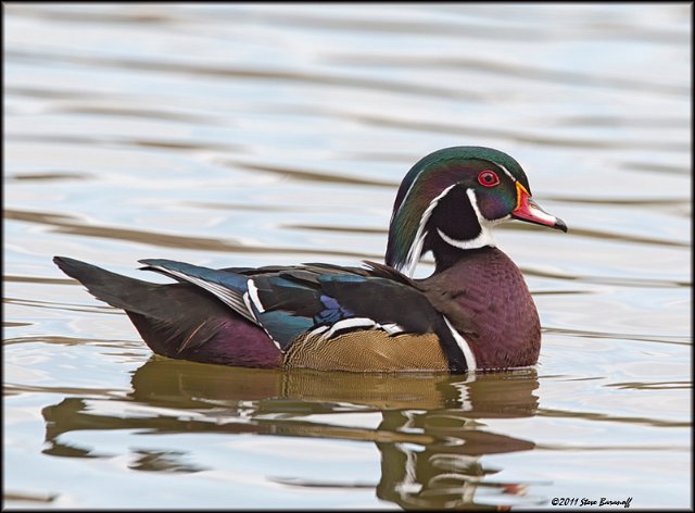 _1SB0409 wood duck drake.jpg